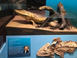 Prof. Shubin with his most-famous discovery: Tiktaalik, an ancient transition species between fish and tetrapods. 